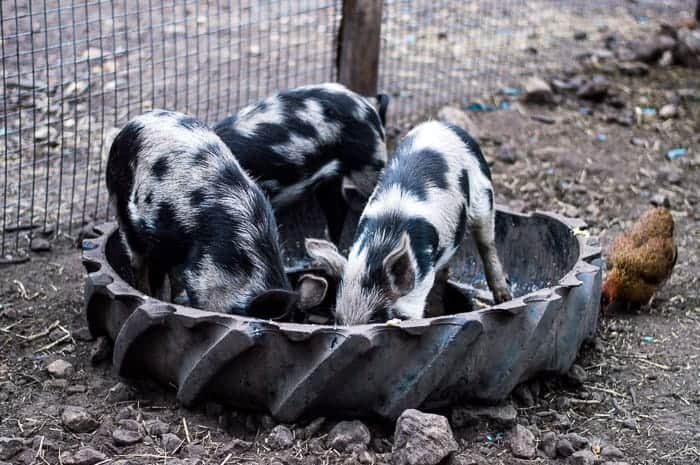 all the promises at sundown — Otherside Picnic - The Kunekune