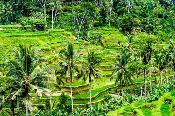 Things to do in Ubud Bali