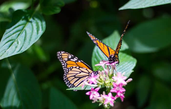 Kuranda Butterfly Sanctuary