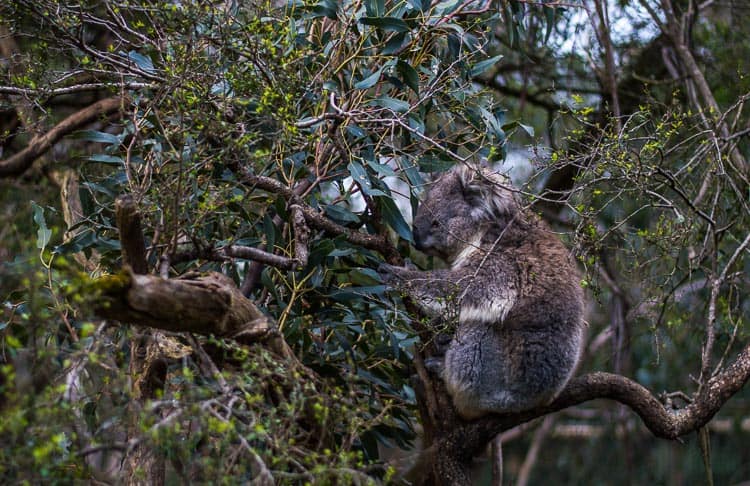Koala Conservation centre Phillip Island