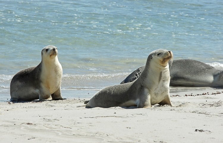 South Australian tourism