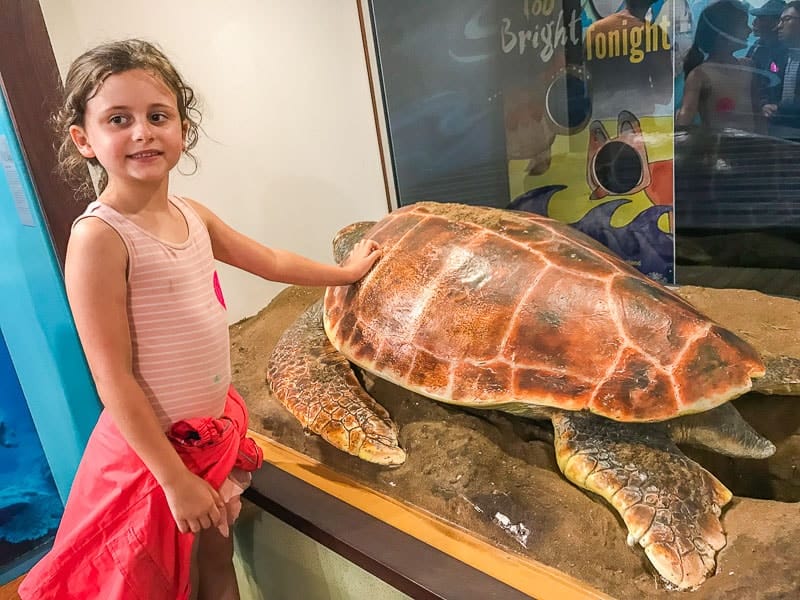 Turtle hatching Bundaberg