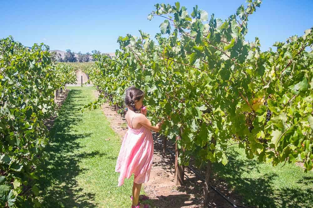 Barossa Valley Wineries