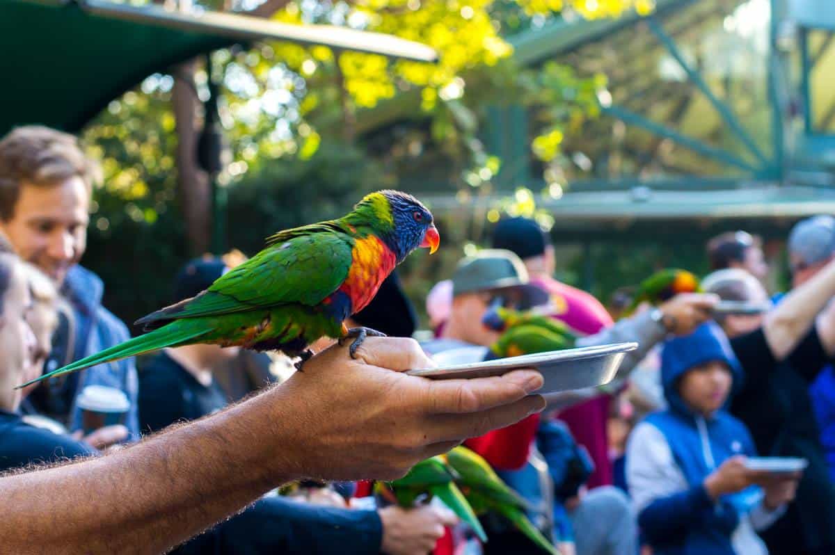 Currumbin Wildlife Park