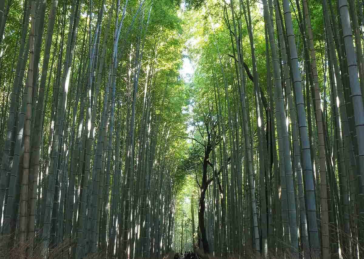 Arashiyama Forest