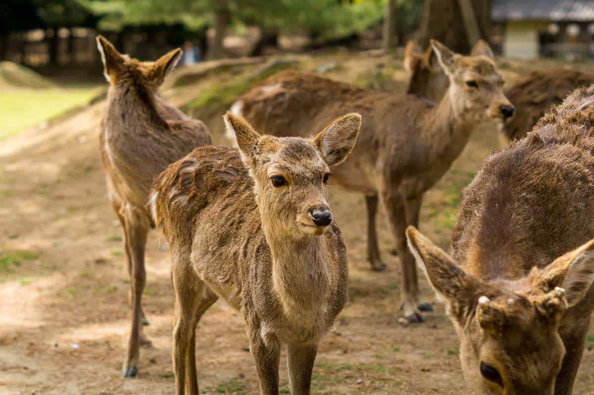 Nara deer park - where to go in Japan with kids