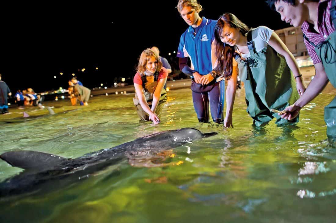 Tangalooma Dolphin Feeding