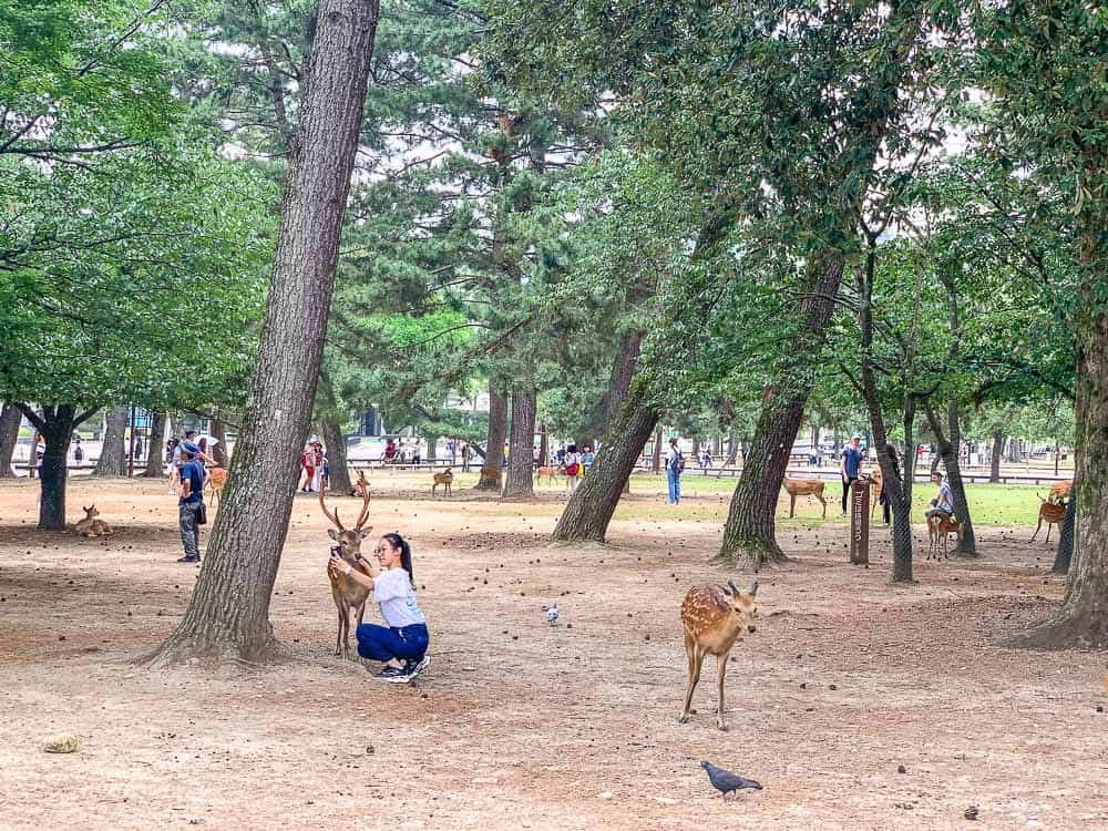 Nara Deer Park with kids