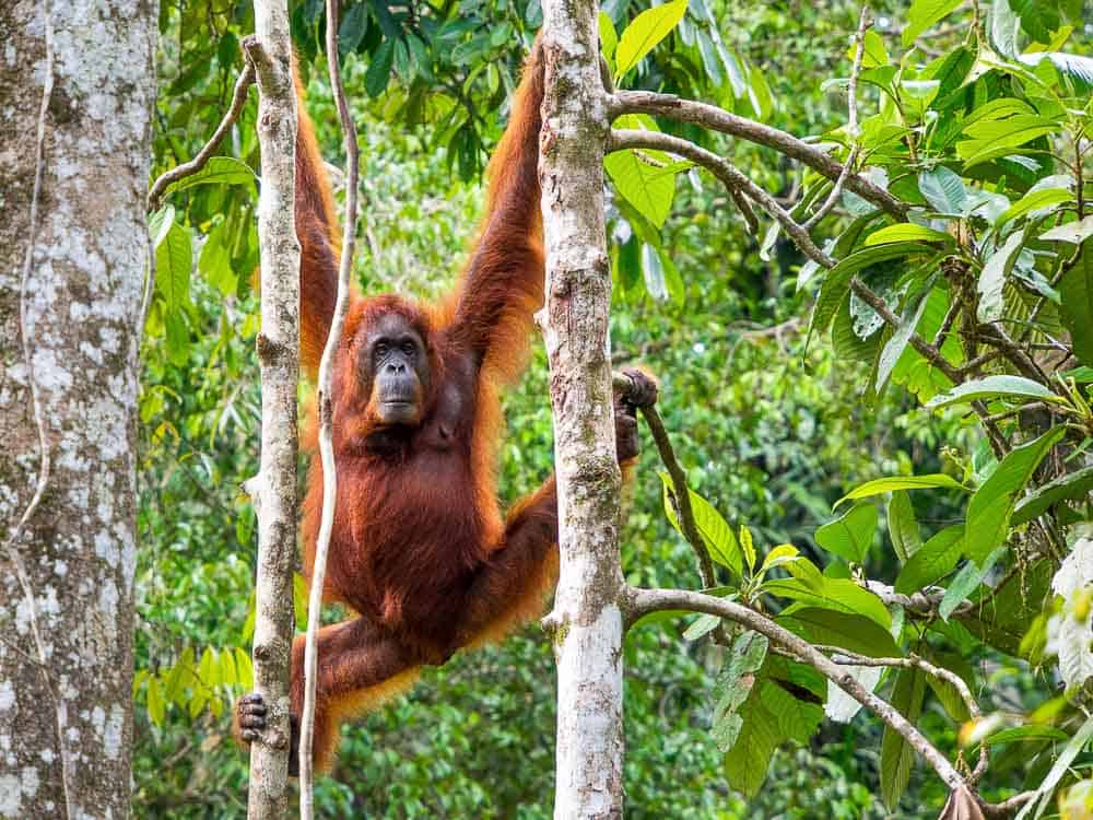 Borneo - Things to do in Malaysia with kids