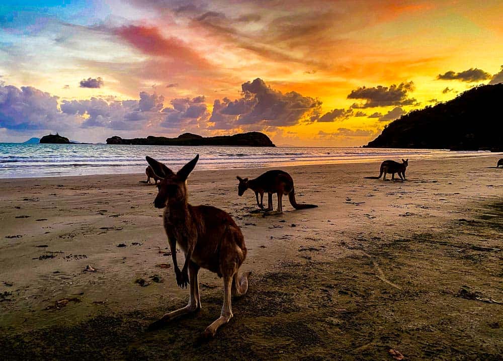 Kangaroos at Cape Hillsborough - best things to do in Mackay