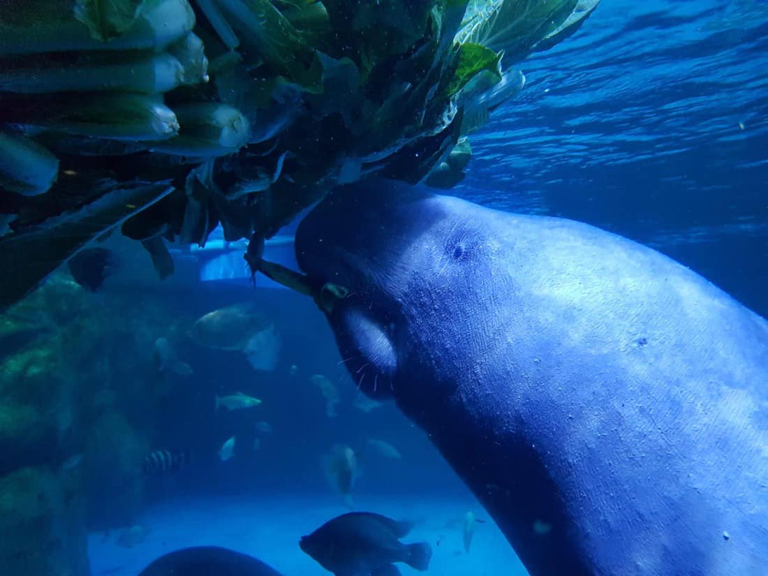 COEX Aquarium