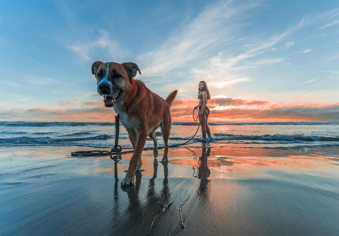 Dog on Beach