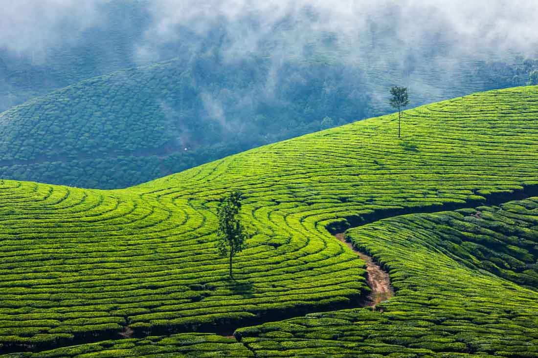 Munnar India