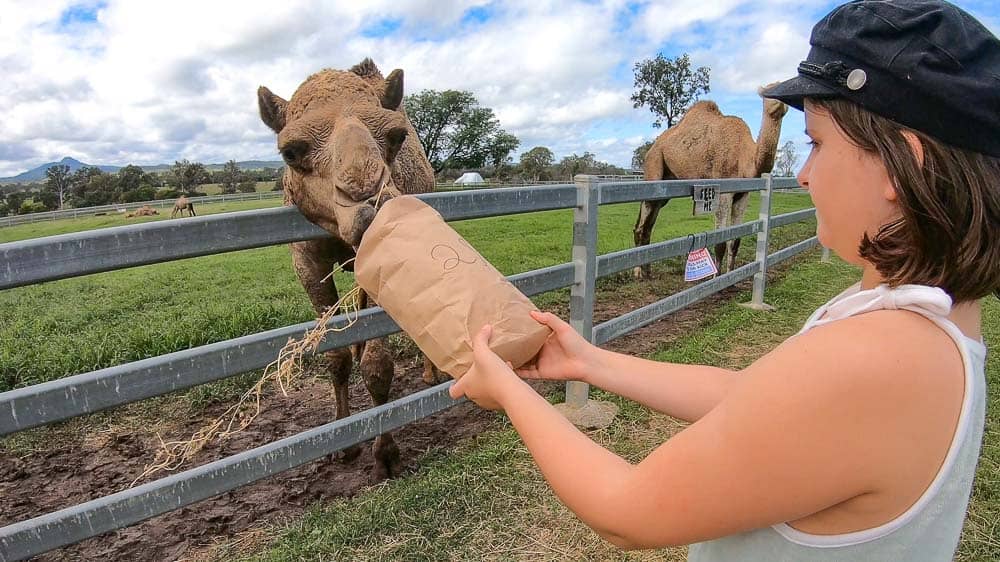 Summer Land Camels - Scenic Rim