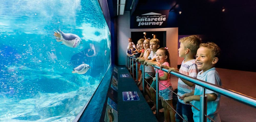 Things to do in Surfers Paradise with your family - Aquaduck Gold